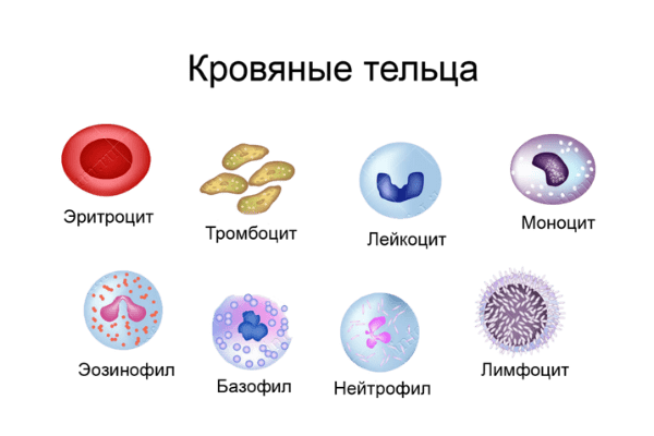 Лейкоциты в крови